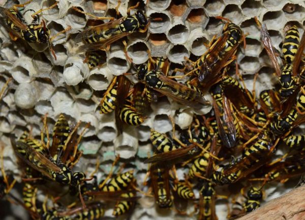 Midland Pest Control Case Study